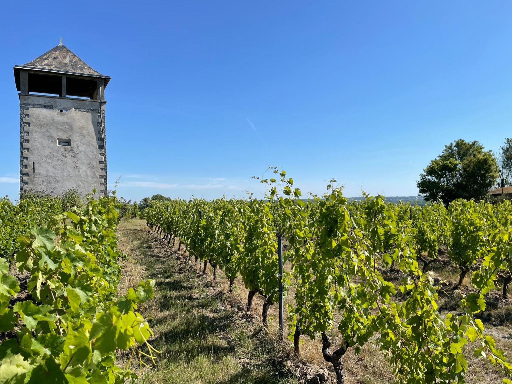 Maison Des Coteaux Blancs Chaudefonds-sur-Layon Exterior foto